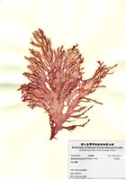 藏品(小果海膜)的圖片